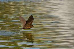 Image of Gray-headed Flying Fox