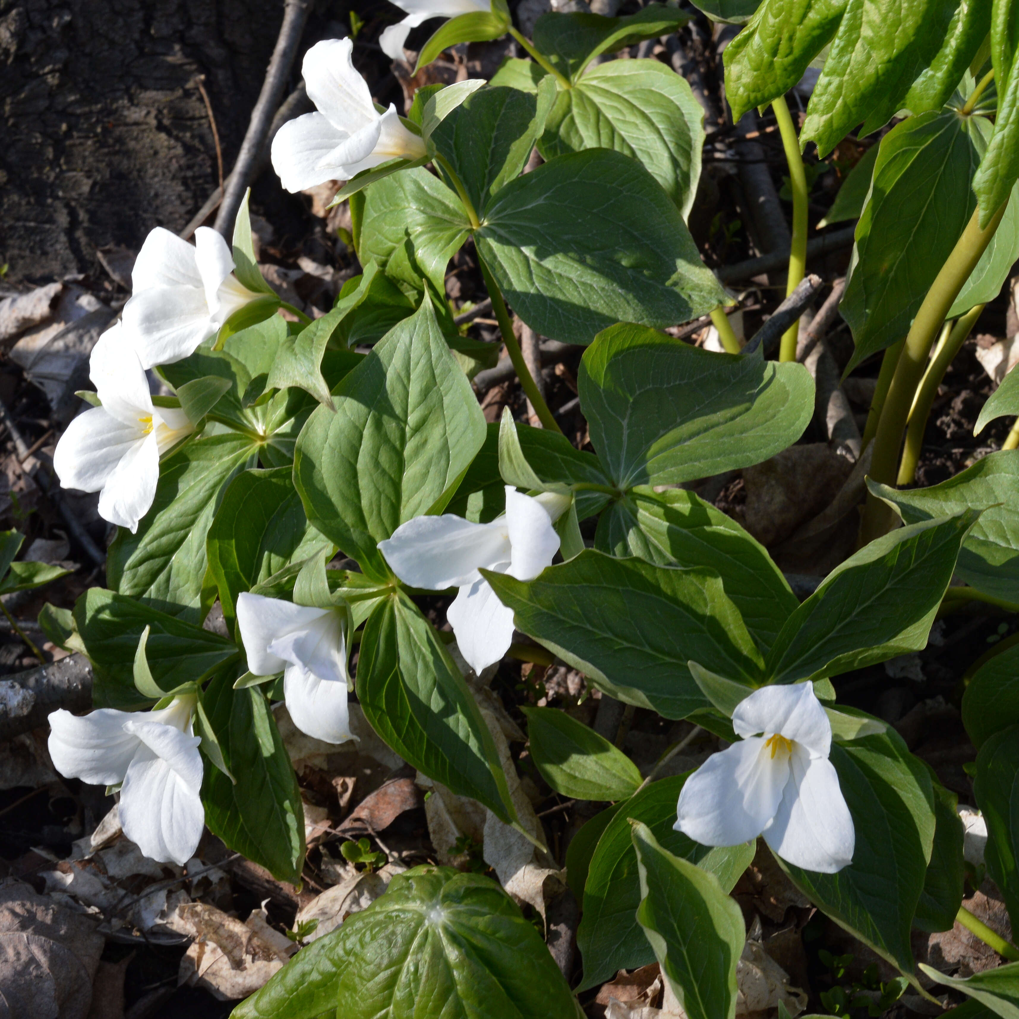 Image of White trillium