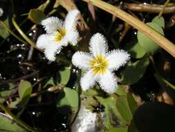 Image of Water-snowflake