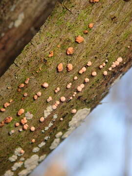 Image of Nectria cinnabarina (Tode) Fr. 1849