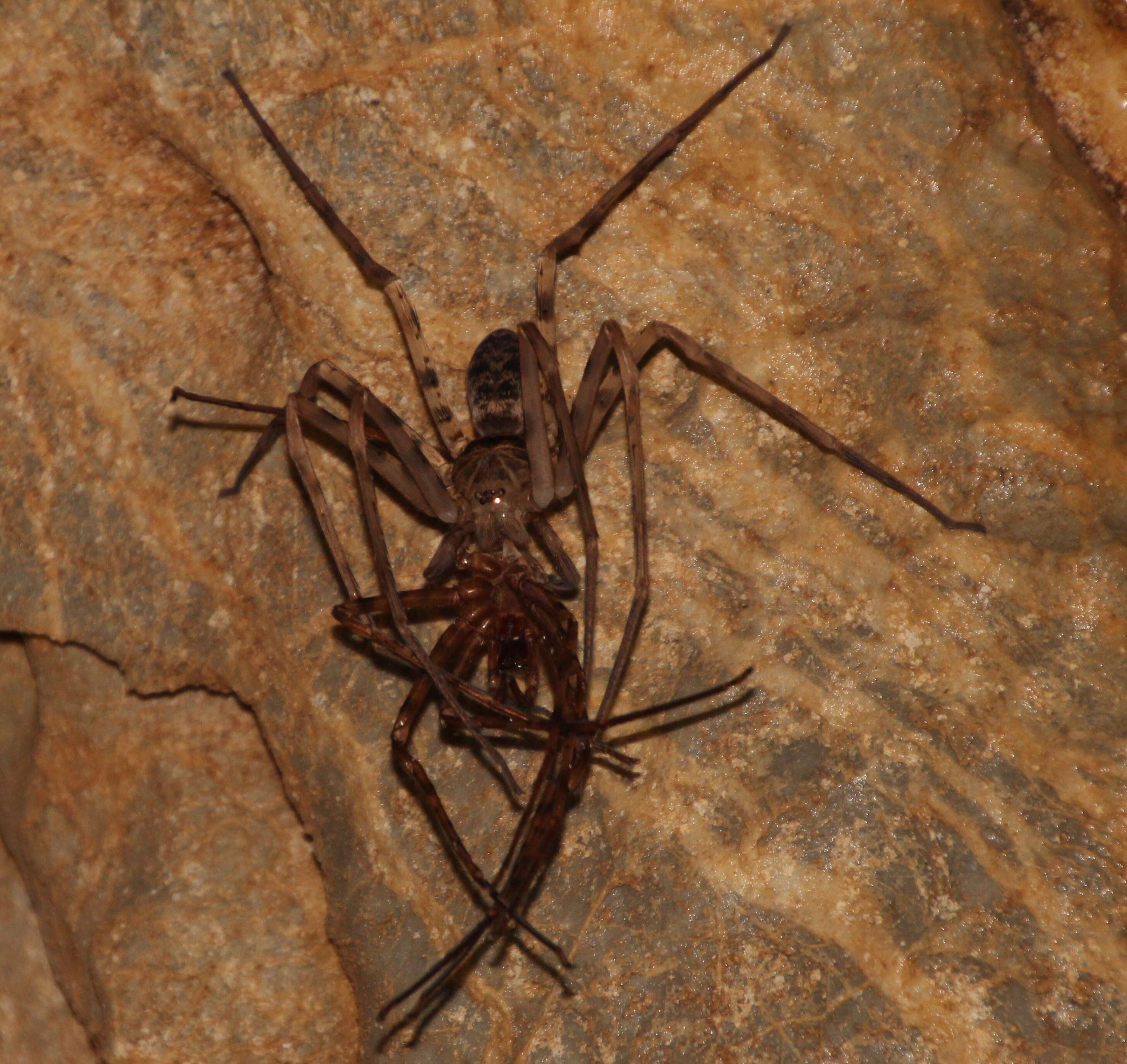 Image of Giant huntsman spider