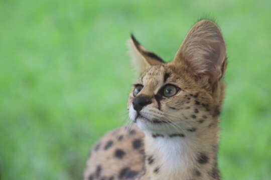 صورة Leptailurus Severtzov 1858