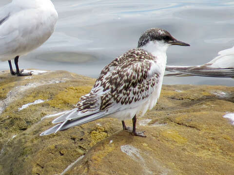 Image of Sandwich Tern