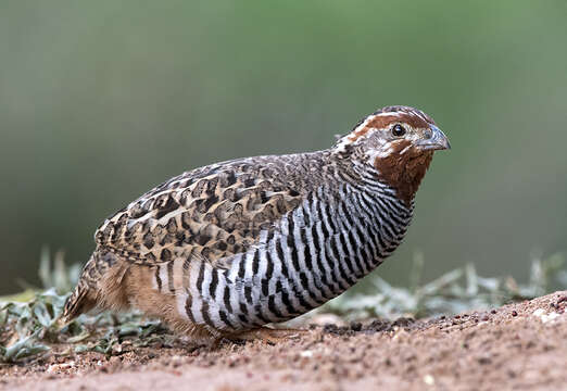 Image of Jungle Bush Quail