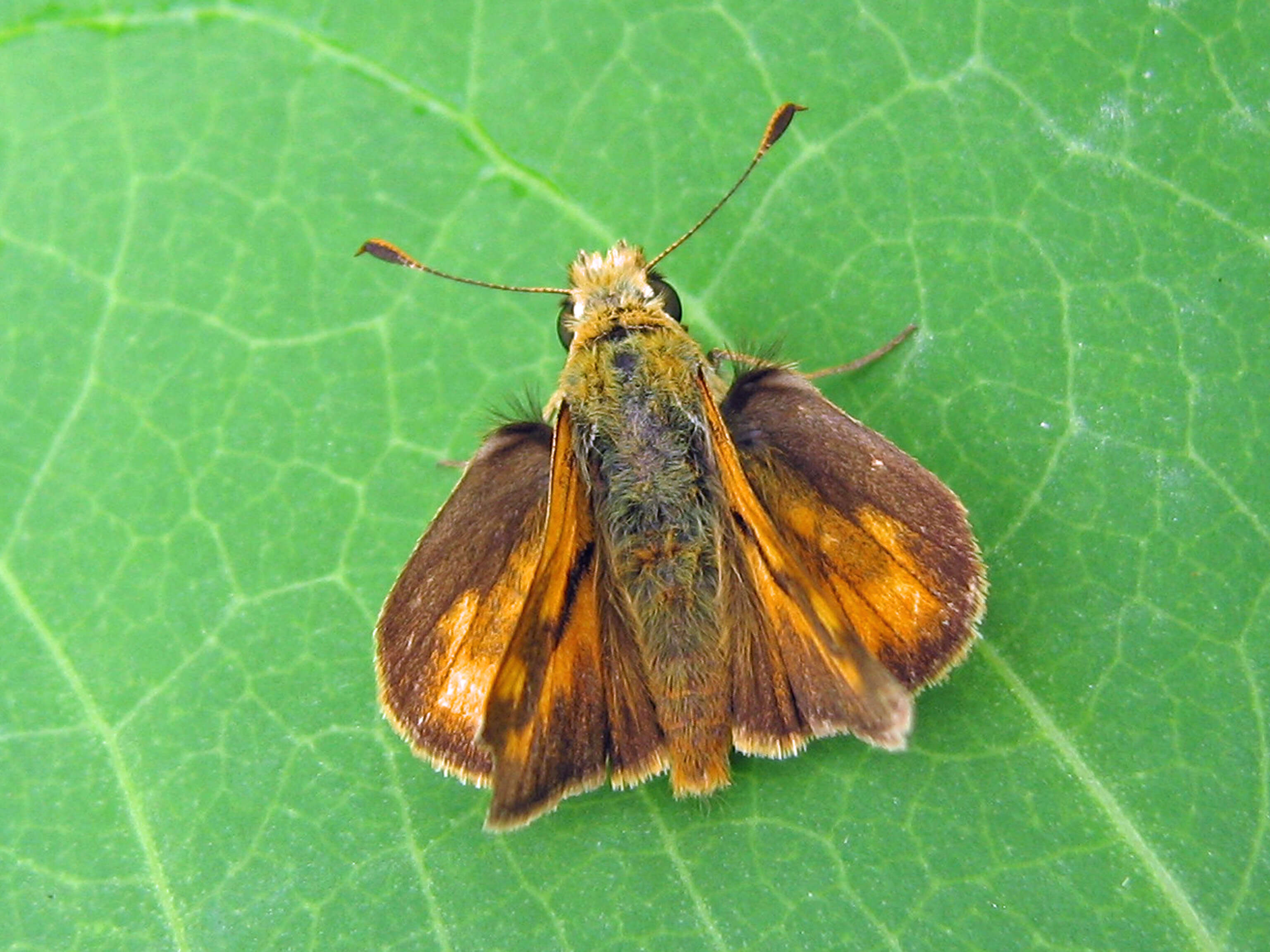 Ochlodes sylvanoides Boisduval 1852 resmi