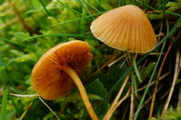 Image of Galerina graminea (Velen.) Kühner 1935