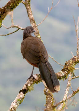 Image of Gray-headed Chachalaca