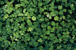 Imagem de Oxalis acetosella L.