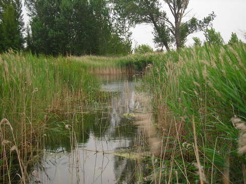 Image of common reed