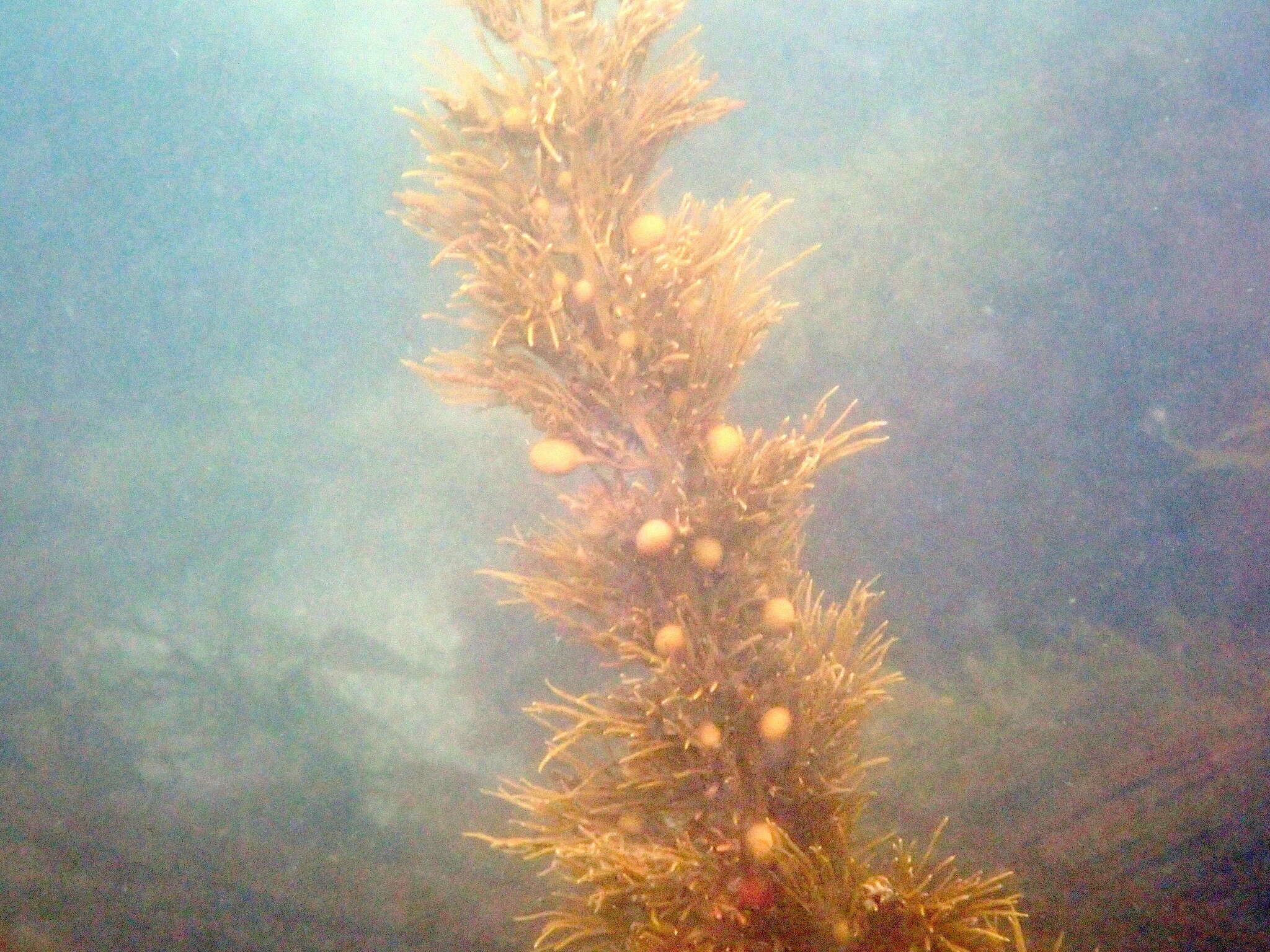 Image of Cystophora retroflexa