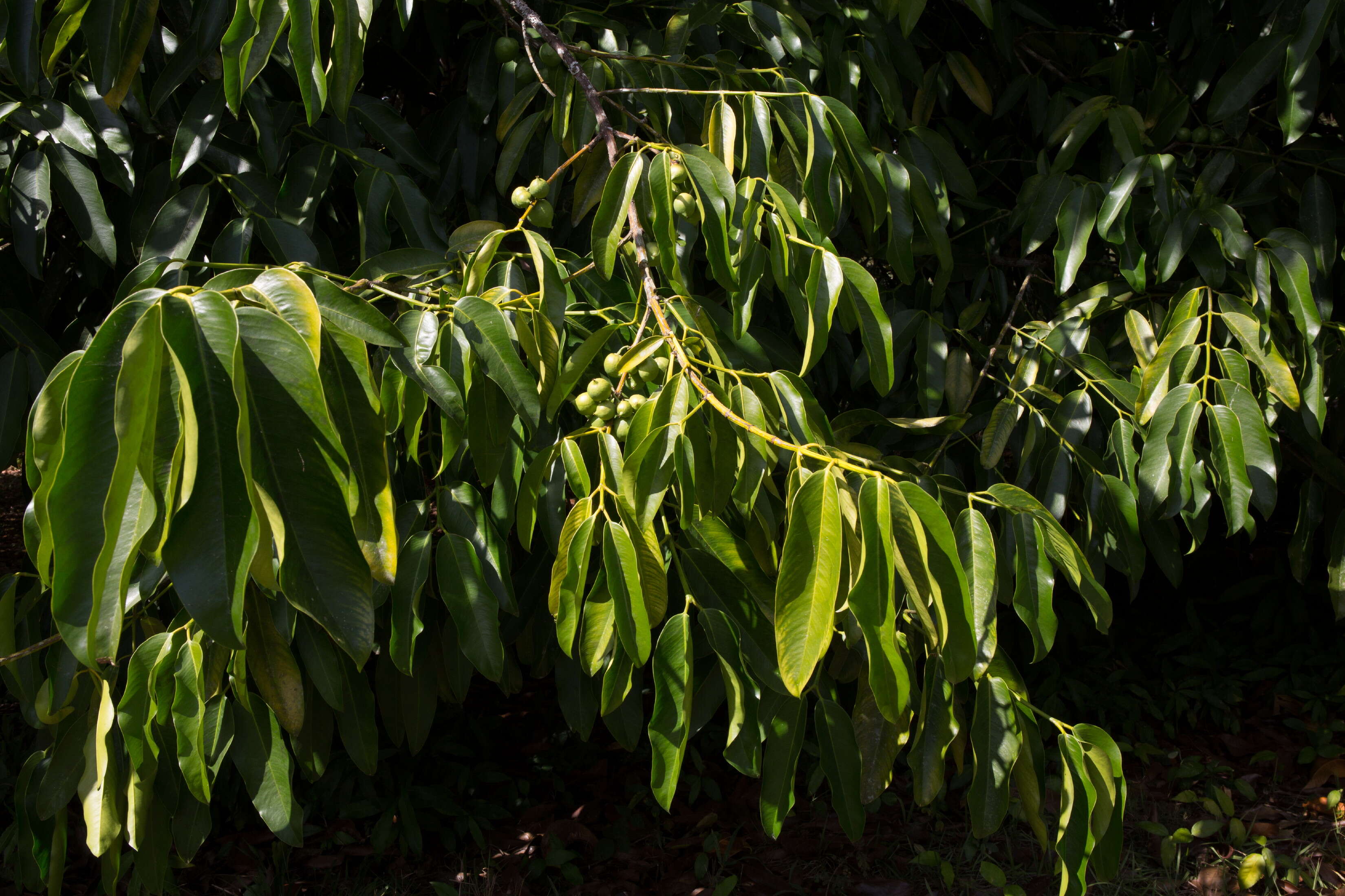 Image de Garcinia dulcis (Roxb.) Kurz