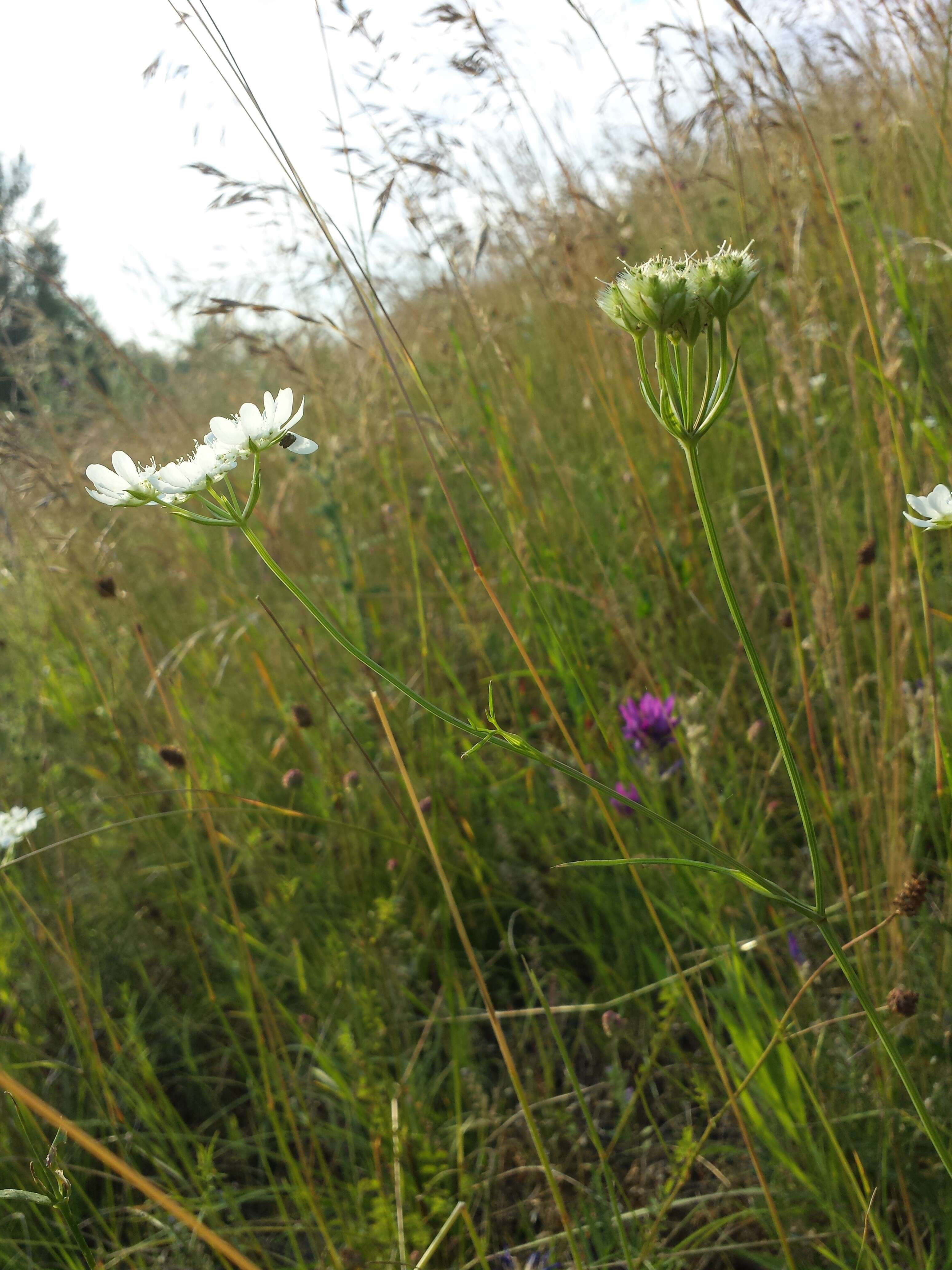 Orlaya grandiflora (L.) Hoffm. resmi