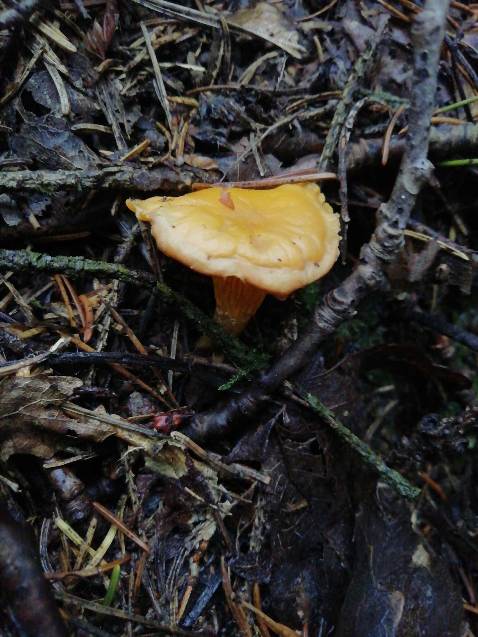 Image of Chanterelle