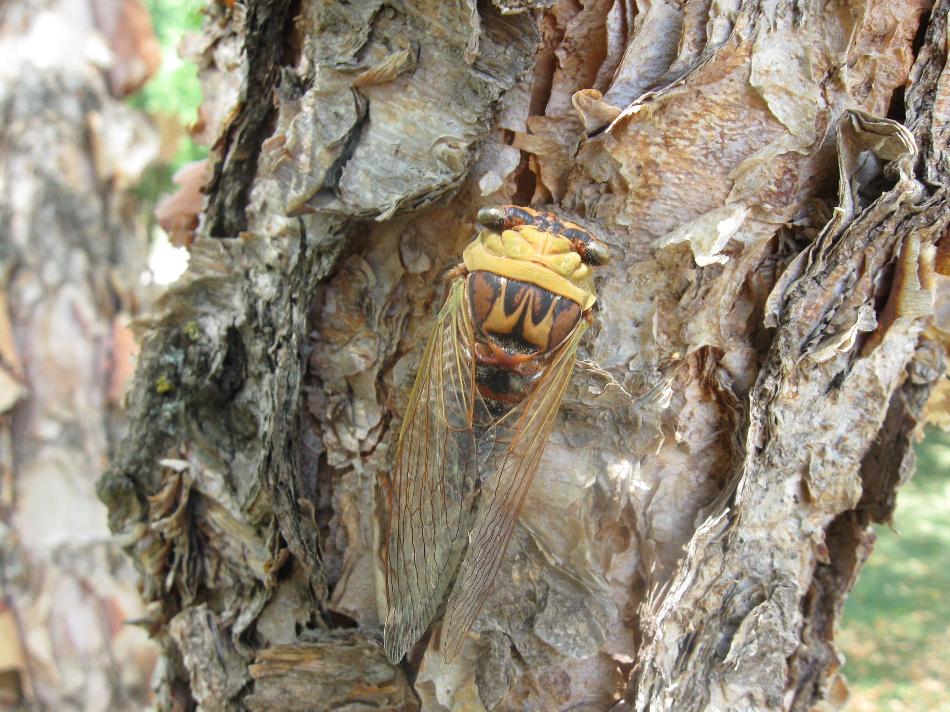 Image of Megatibicen pronotalis (Davis & W. T. 1938)