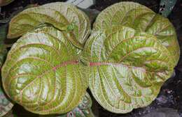 صورة Fittonia gigantea Linden