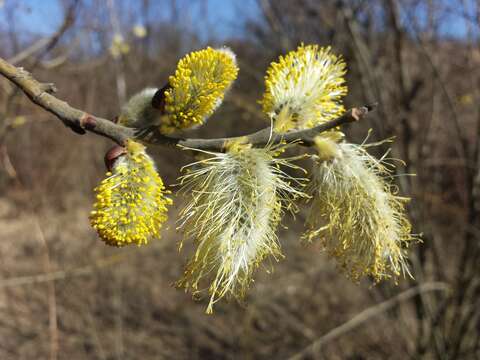 Imagem de Salix caprea L.