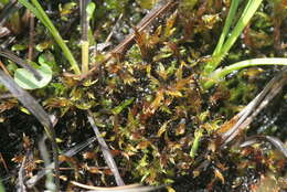 Image of hooked spring moss