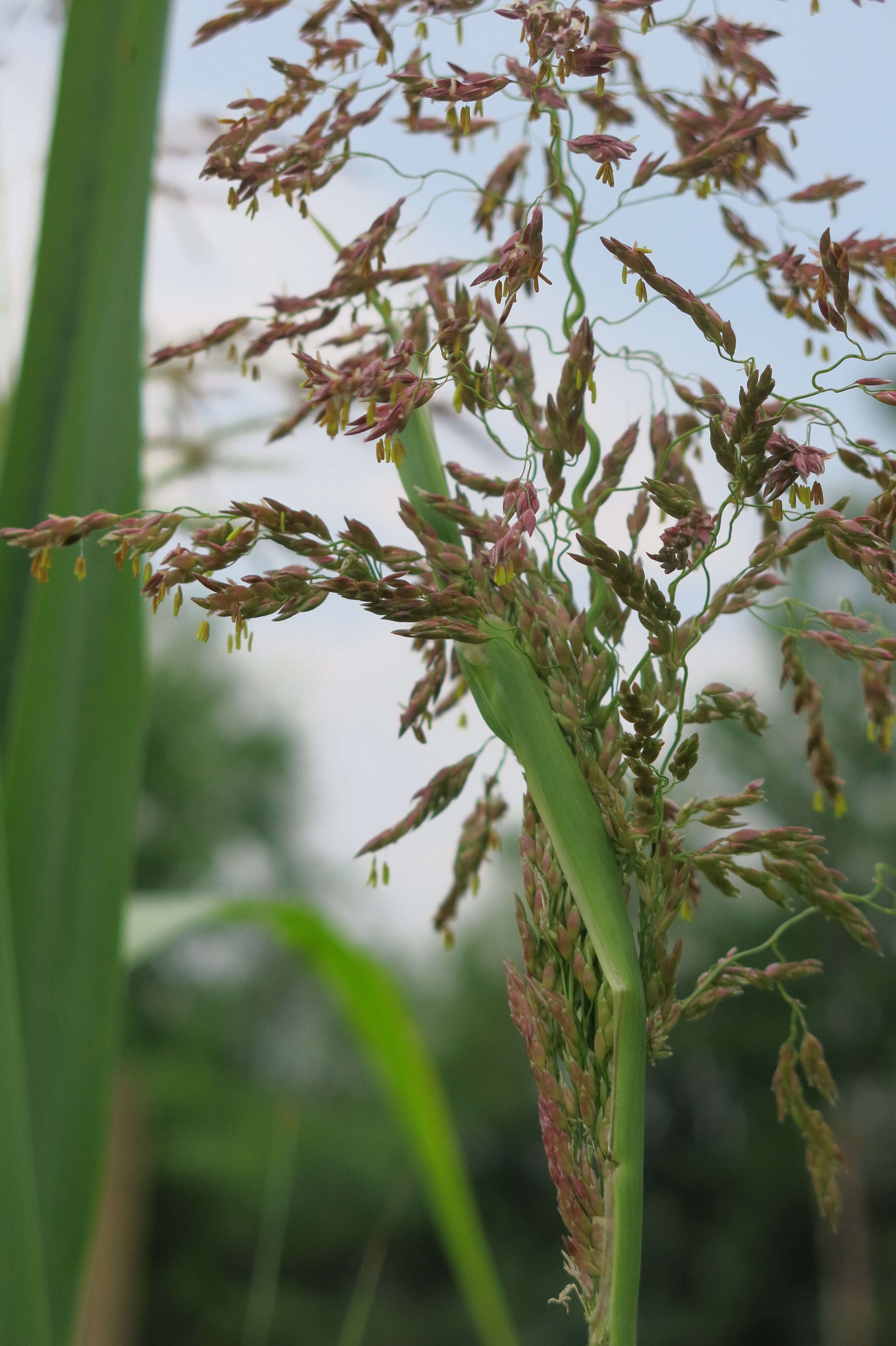 Image of Johnson grass