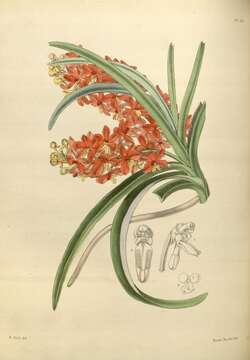 Image of Vanda curvifolia (Lindl.) L. M. Gardiner