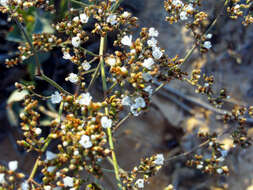 Image of Mediterranean sea lavender