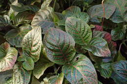 صورة Fittonia gigantea Linden