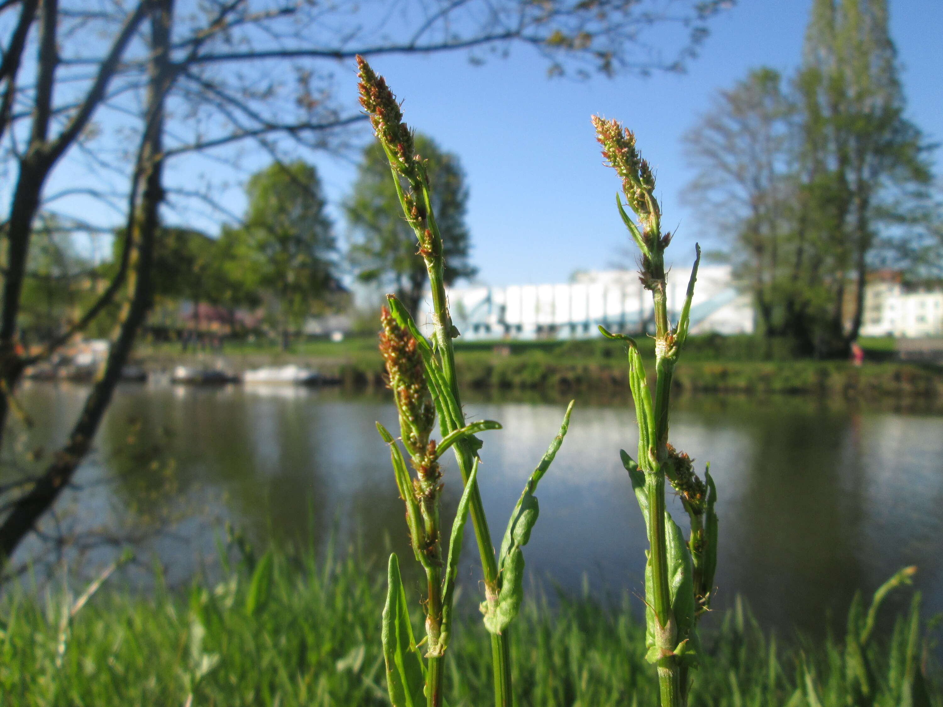 Image of Common Sorrel