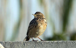 Image of Red-throated Pipit