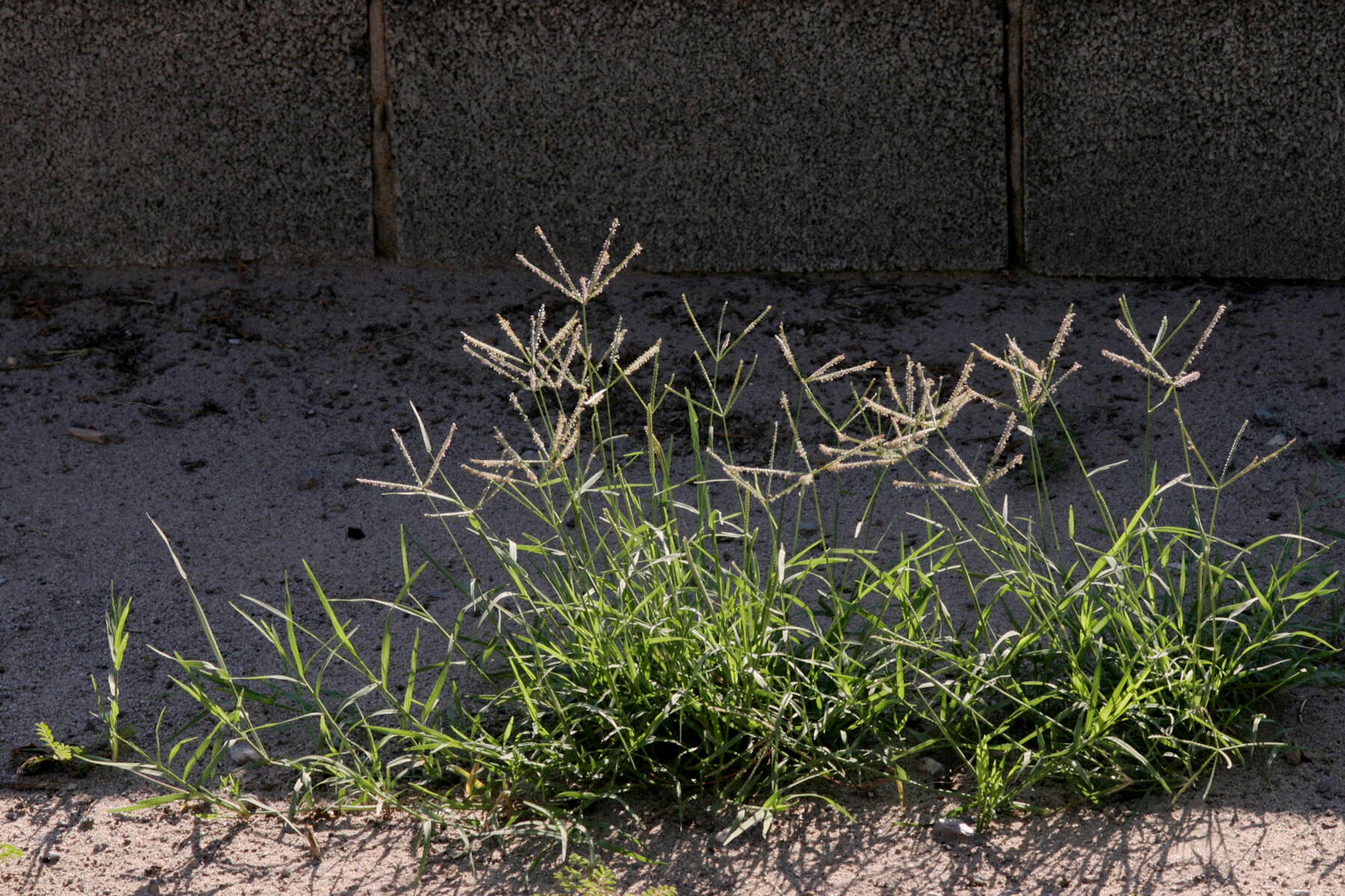 Image of Bermudagrass