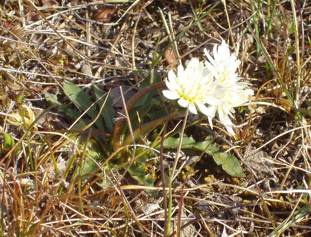 Image of Taraxacum arcticum (Trautv.) Dahlst.
