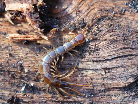 Image of Common centipede