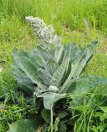 Image de Verbascum pulverulentum Vill.