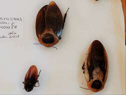 Image of Caribbean Giant Cockroach