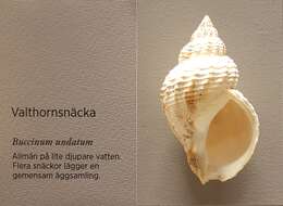 Image of Common whelk