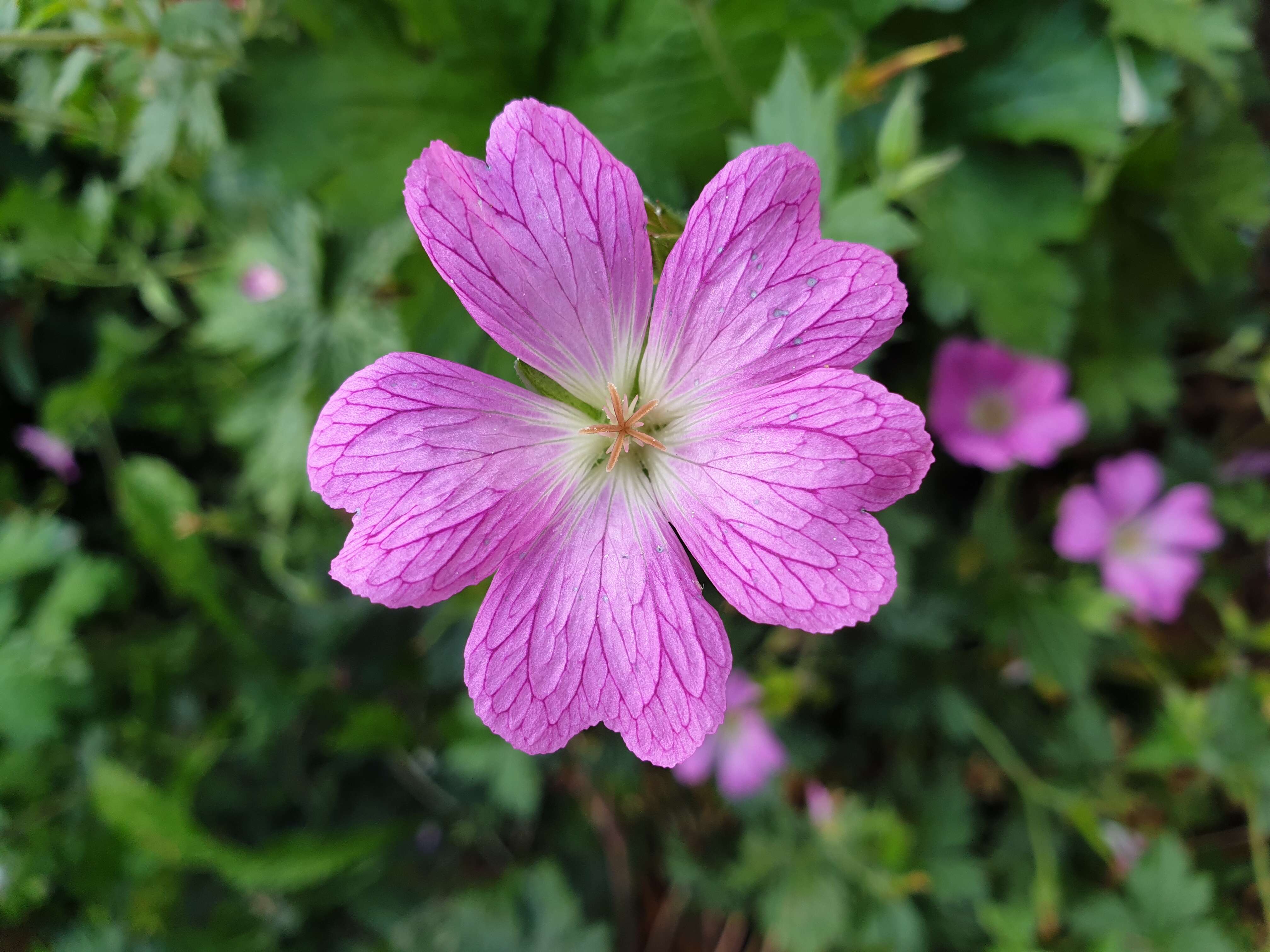 Imagem de Geranium endressii J. Gay