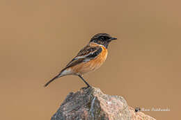 Image of Common Stonechat