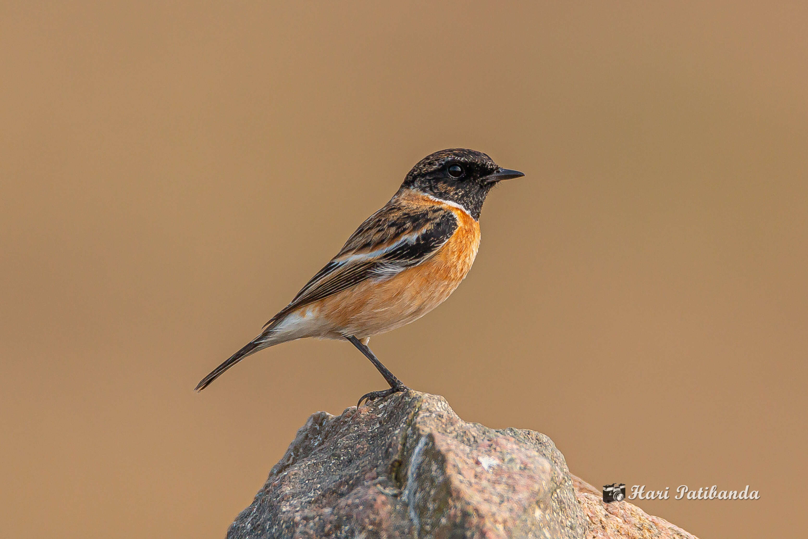 Image of Common Stonechat