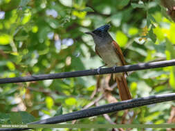 Image of Asian Paradise-Flycatcher