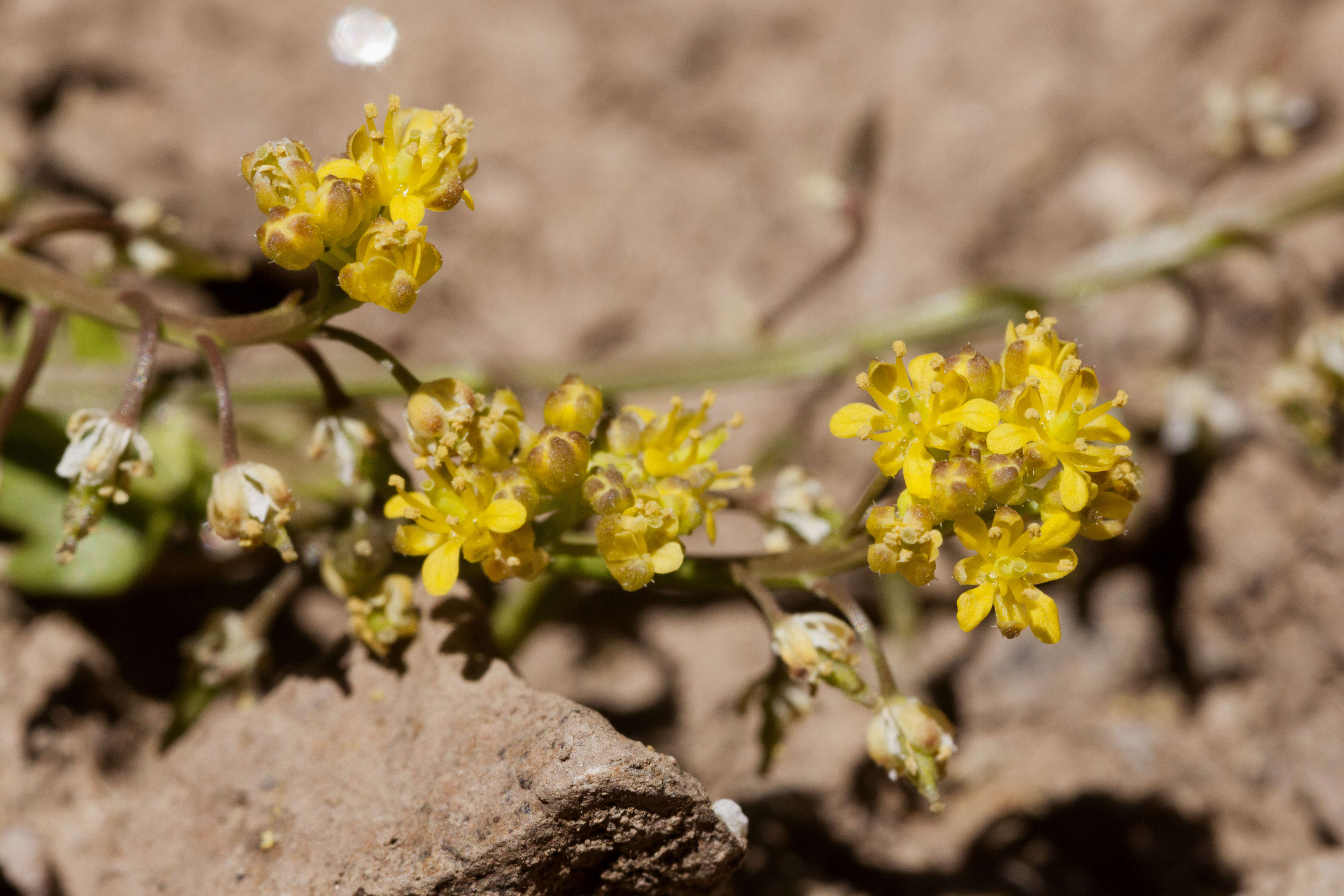 Image of bluntleaf yellowcress