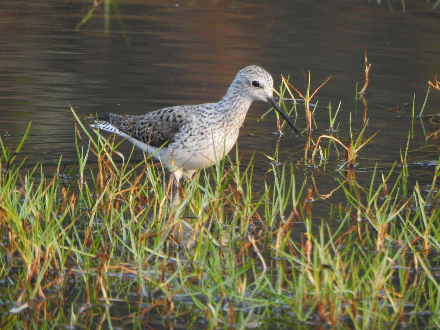 Image of Marsh Sandpiper