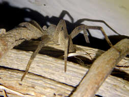 صورة Dolomedes sulfureus L. Koch 1878