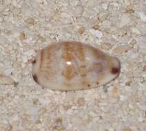 Image of Fringed Cowry