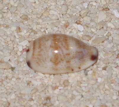 Image of Fringed Cowry