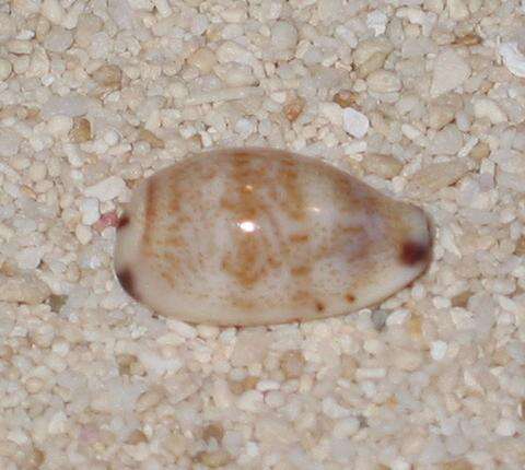 Image of Fringed Cowry