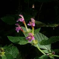 Image of Downy Hemp Nettle