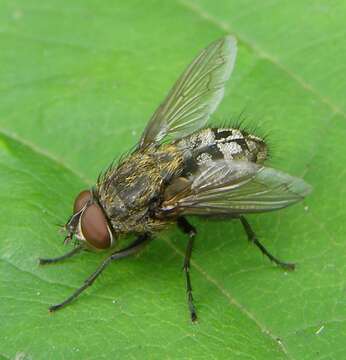 Image of Cluster flies