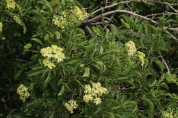 Image of Sambucus cerulea