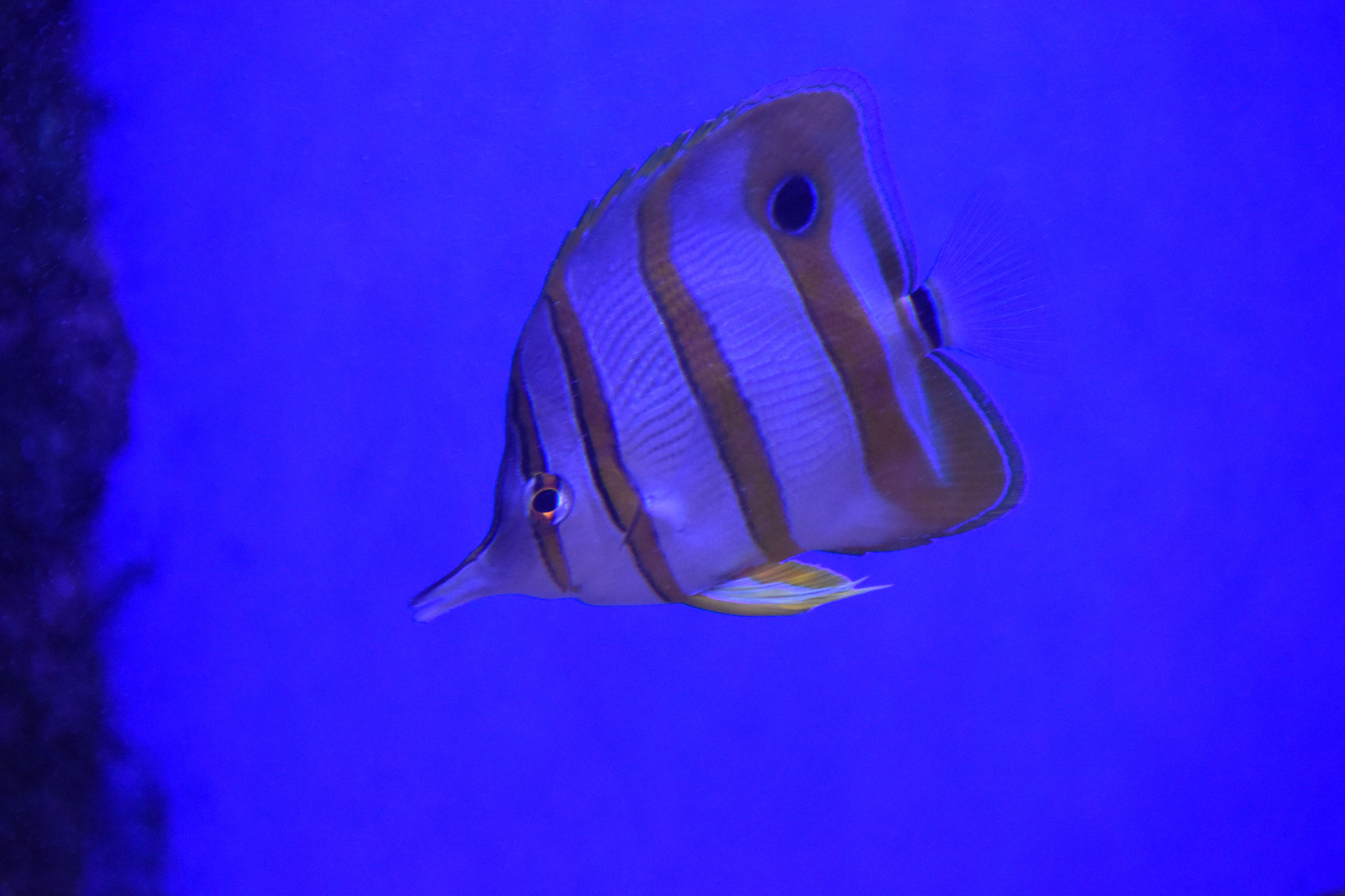 Image of Banded Longsnout Butterflyfish