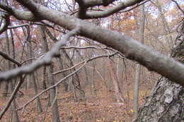 Image of American witchhazel