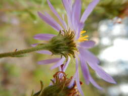 Image of western meadow aster