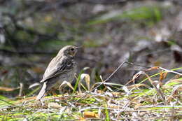 Image of Tree Pipit